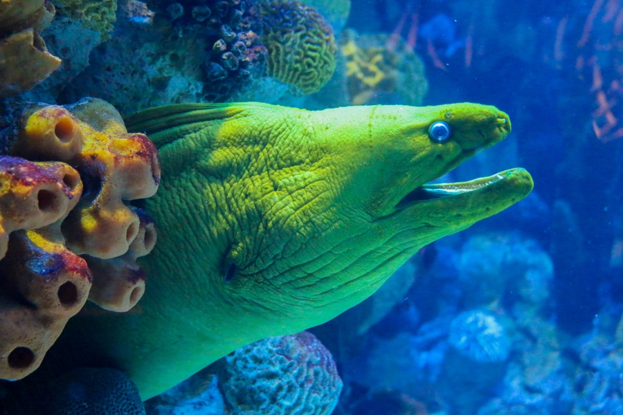 NEA_green-fish