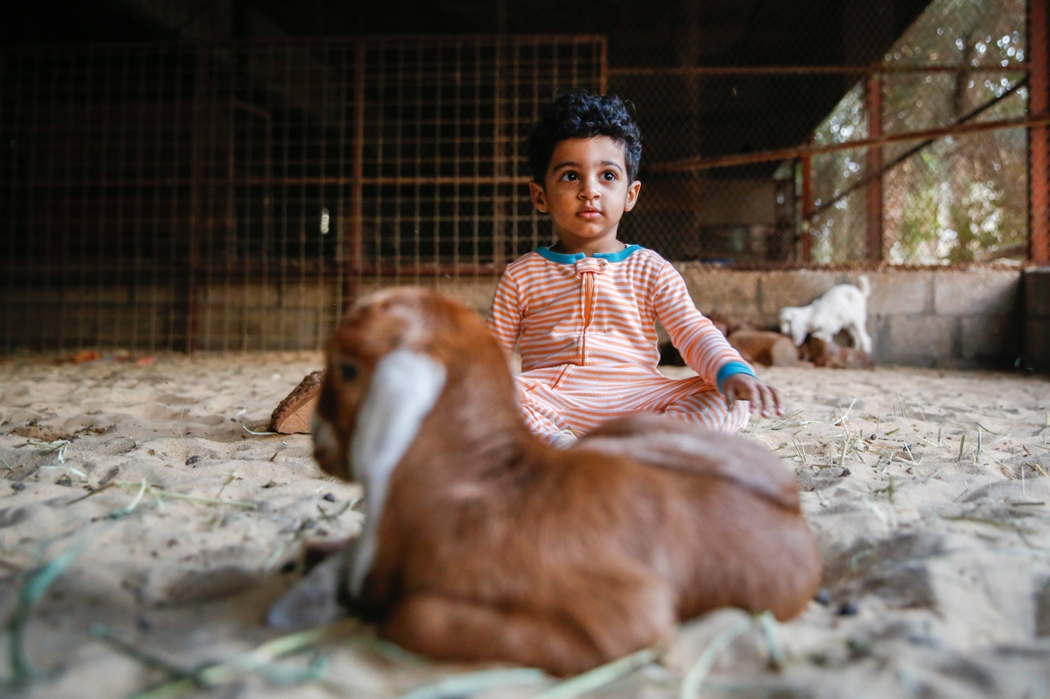 Boy in a barn with farm animals