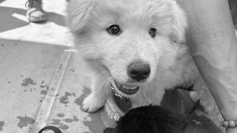 gallery-bw-pets-1