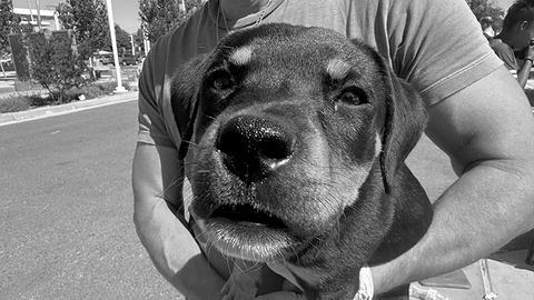 gallery-bw-pets-2