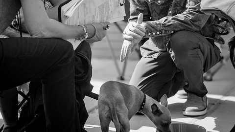 gallery-bw-pets-3