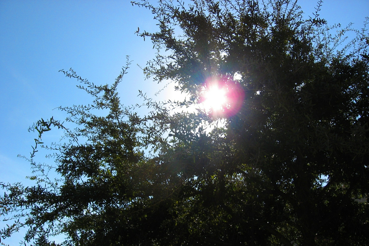 Sunshine