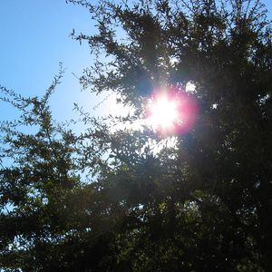 Sunshine