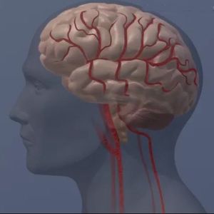Brain illustration (profile)