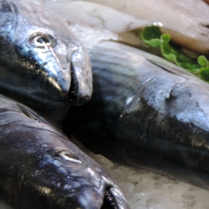 Fresh Fish on ice