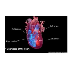 Higher fitness levels linked to lower AFib risk in male, African American veterans