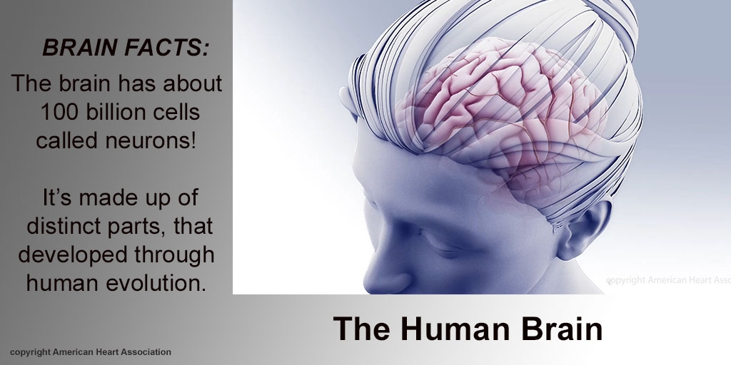 Brain Facts Infographic
