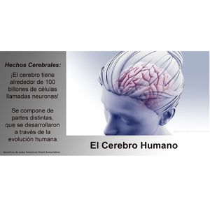 Brain Facts - Spanish
