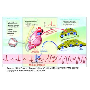 Commotio cordis is extremely rare; quick action essential: call 911, begin CPR and use AED