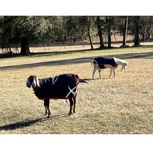 Grazing cattle