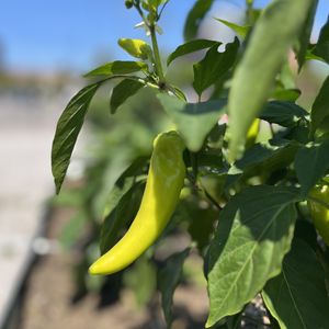 Coppin peppers