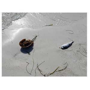 Beach pollution impact